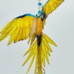 macaw suncatcher blue yellow