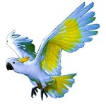cockatoo film designs