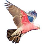galah craft film wings