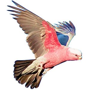 galah craft film wings