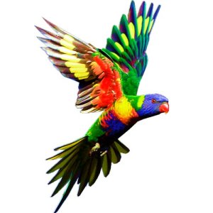 lorikeet craft film wings