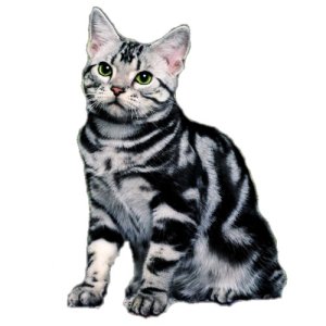 silver cat craft film wings