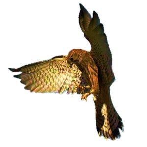 falcon craft film cutouts
