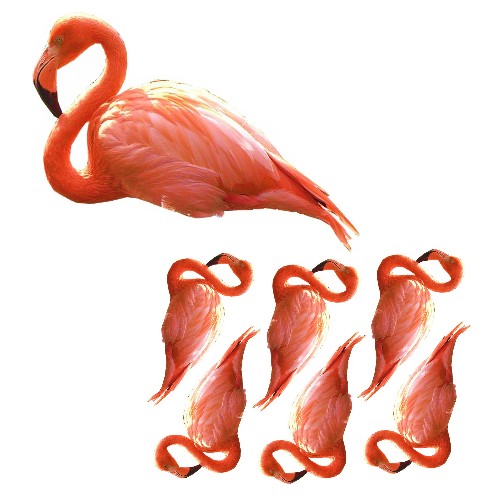 flamingo film designs flamingo film designs