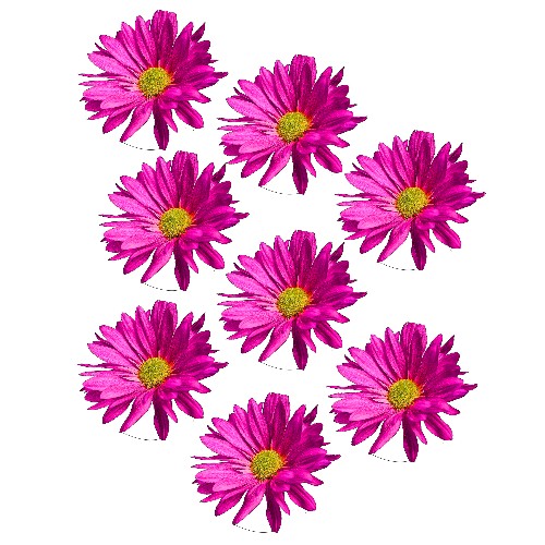 pink daisy film designs pink daisy film designs
