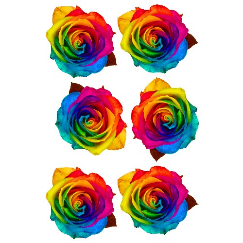 rainbow rose film designs rainbow rose film designs
