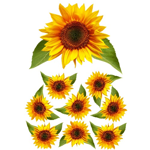 sunflower film designs sunflower film designs
