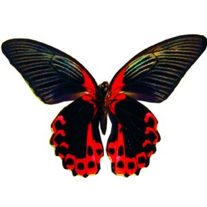 craft film designs butterfly #1