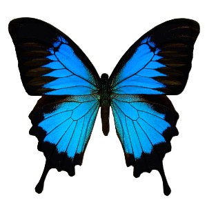 ulysses butterfly film designs