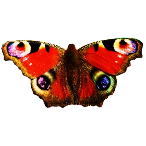 bfly 12