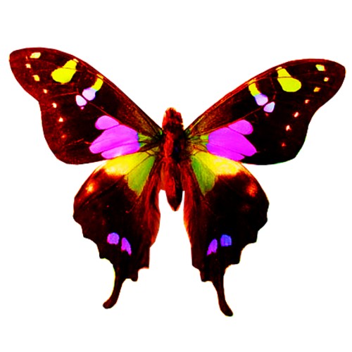 bfly 6