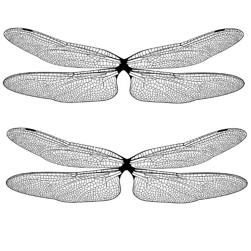 dragonfly film design bw dragonfly film design bw
